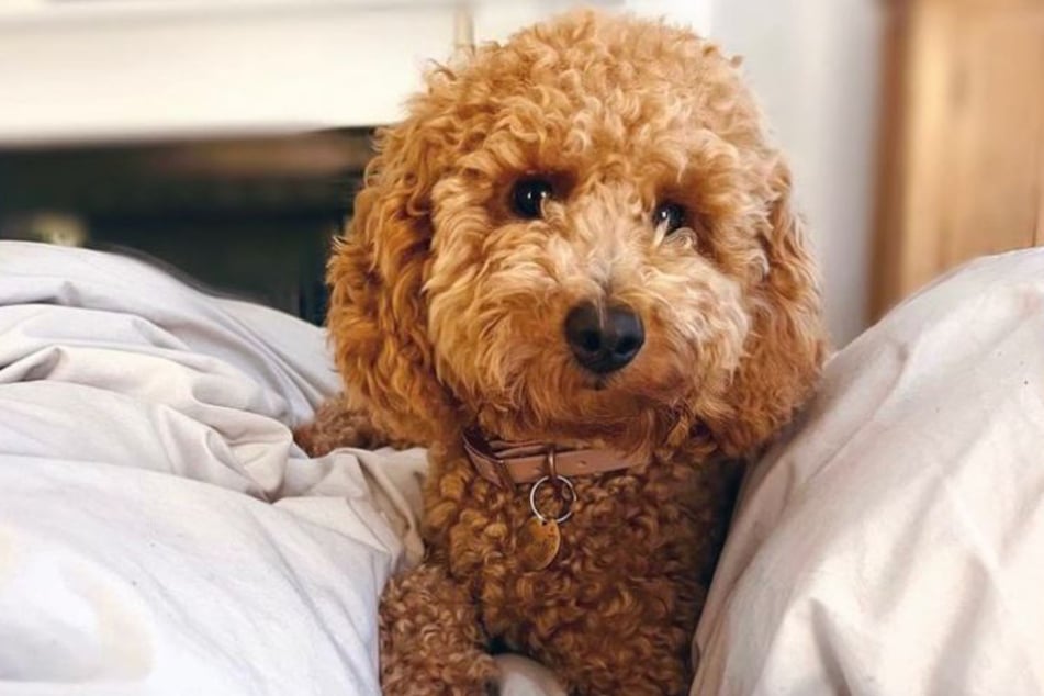 This Poodle and Bichon mix gives "cutest guilt trip the world"