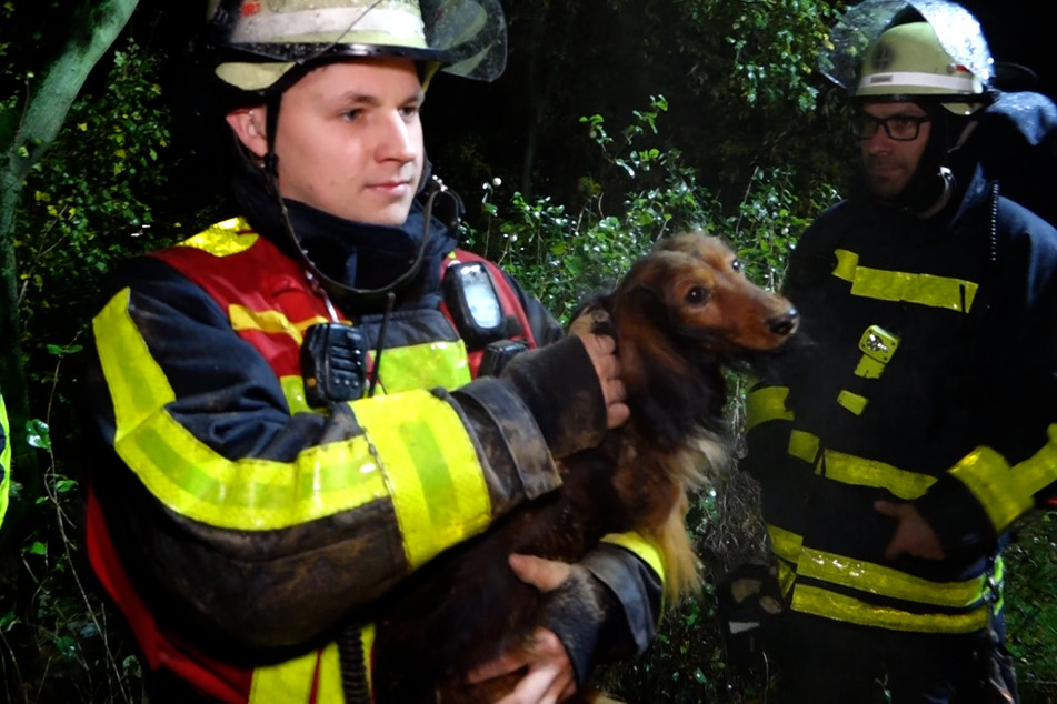 Dackel Verschwindet In Erdloch Und Steckt Fest Besitzer Alarmieren Die 