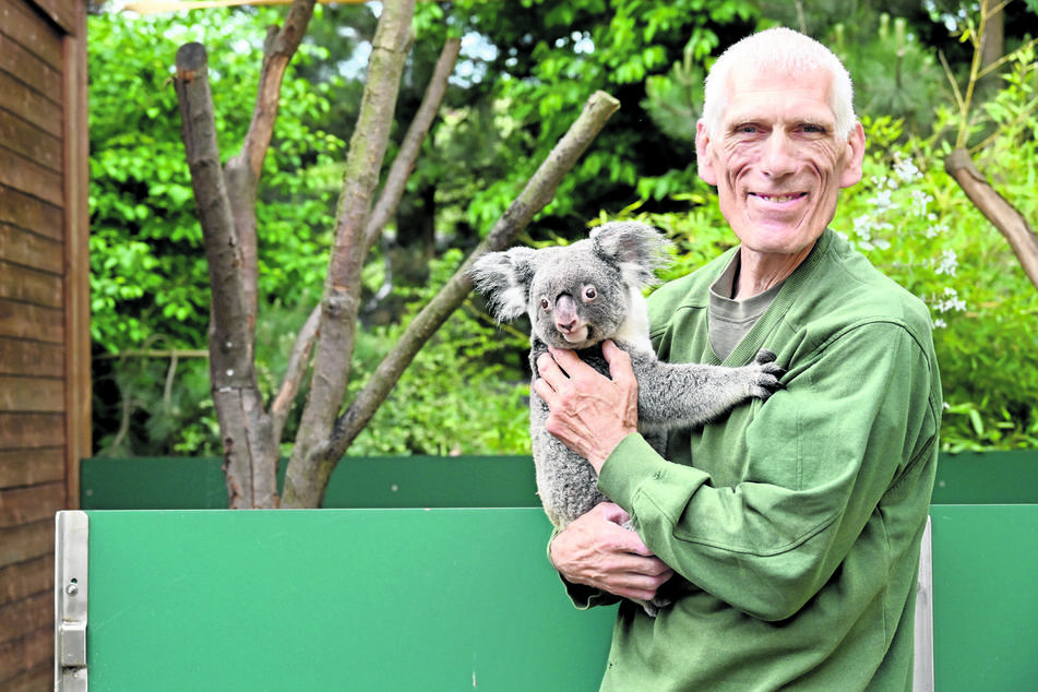 Dresden: Nach Liebes-Urlaub: Koala-Lady Sydney wieder da - und der Zoo ist voller guter Hoffnung ...