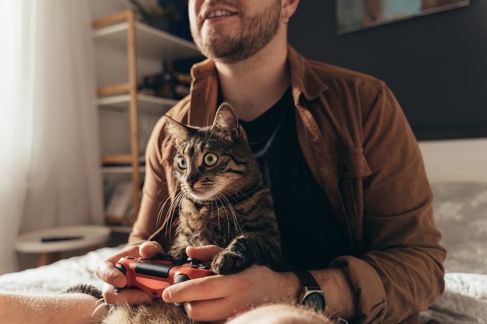 Katzen erkennen schnelle Bewegungen im Fernsehprogramm oder bei Videospielen.