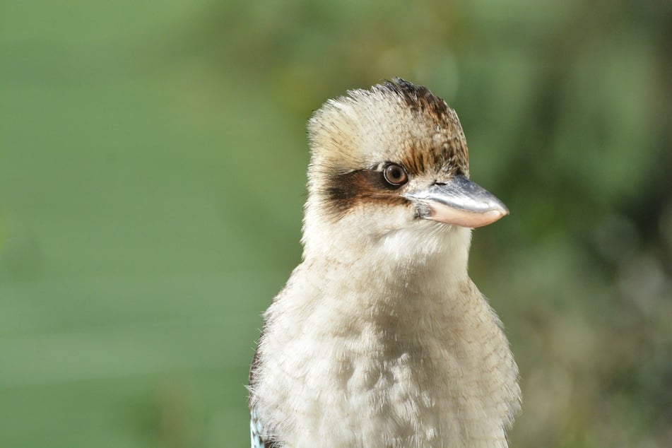 A study of five common Australian species – including kookaburras (pictured), magpies, and lorikeets – found that around 6% of birds had the chromosomes of one sex but the reproductive organs of another.