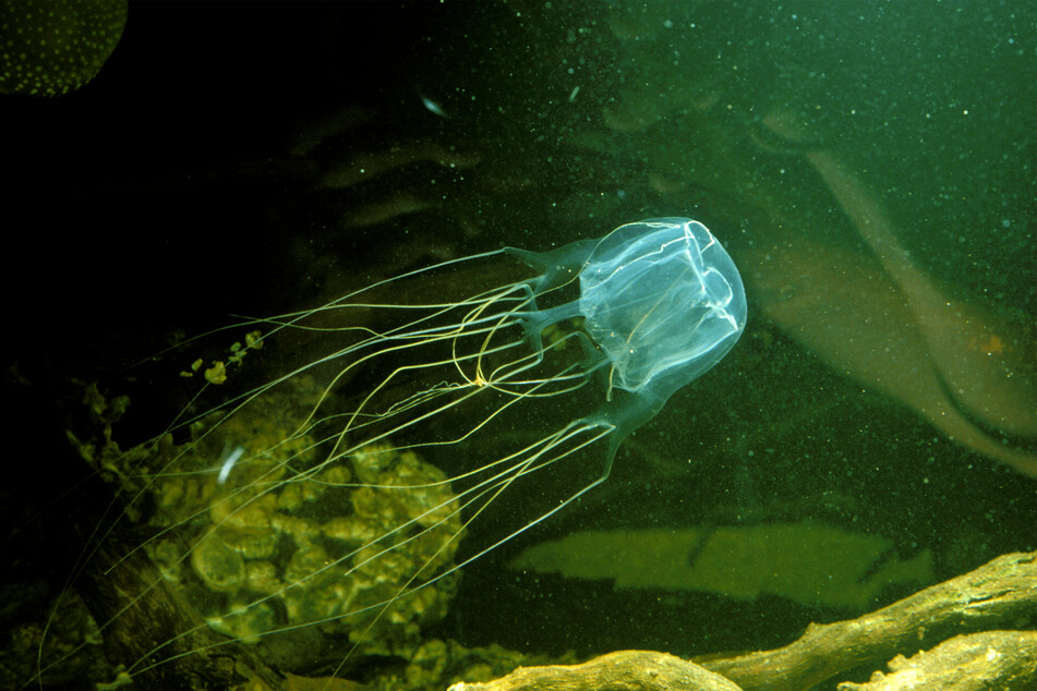 Box jellyfish cause more deaths every year, despite being less poisonous.