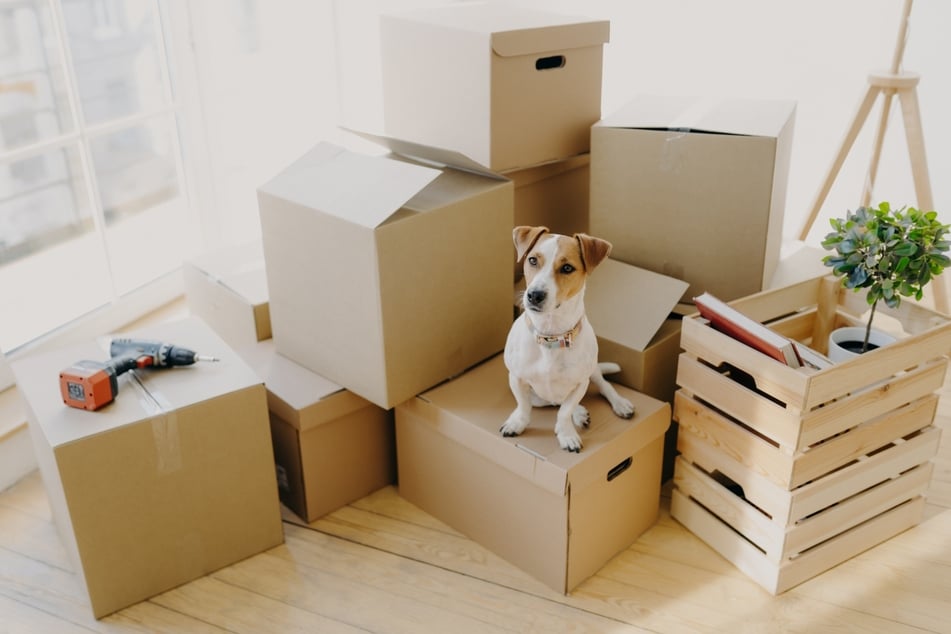 Moving with dogs: How to move house with a dog