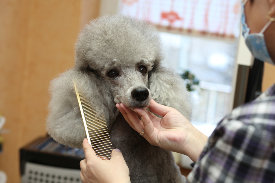 Seit dem heutigen Montag dürfen im Harzkreis Hundefriseure ihre Tätigkeit wieder aufnehmen.