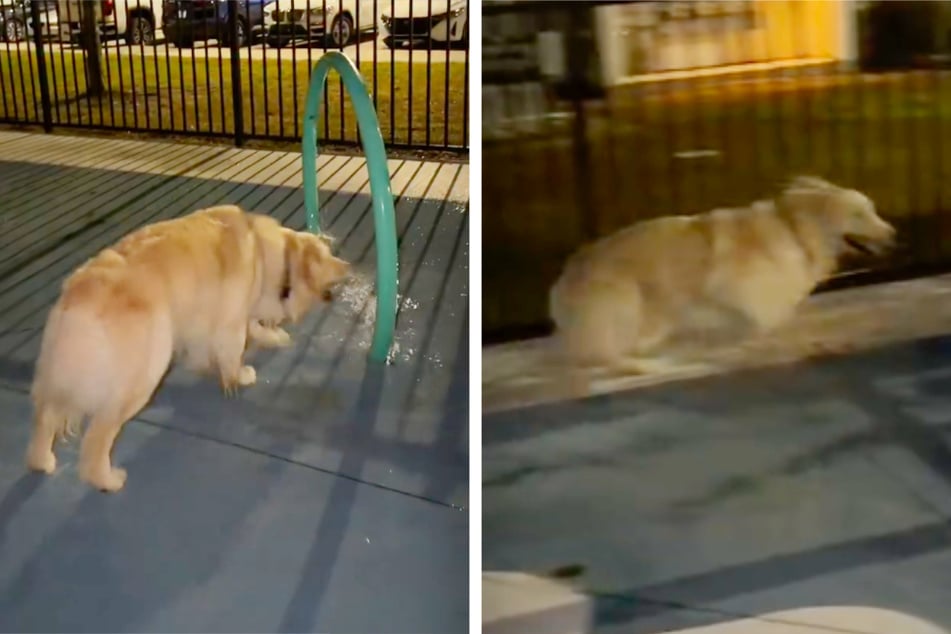 Golden Retriever Vader (2) könnte nicht glücklicher sein, als er das erste Mal seit über einem Jahr zu dem Wasserspielplatz zurückkehrt.