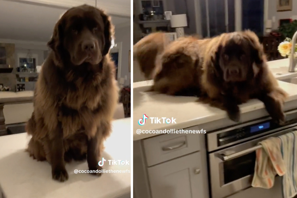 Newfoundland dogs Cocoa and Ollie have taken TikTok by storm with their morning greeting, often climbing the furniture despite their massive size.