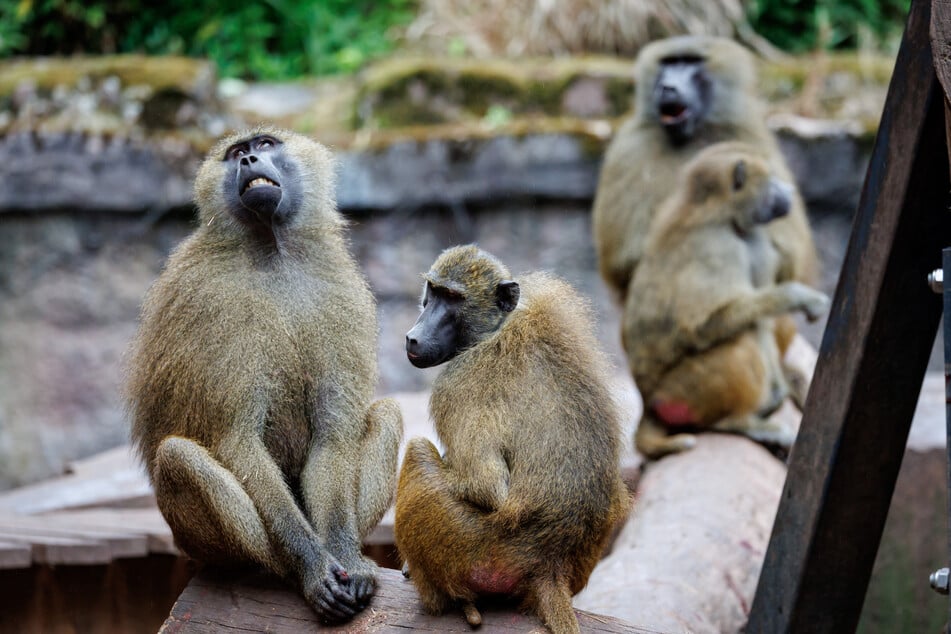 Die Pavian-Gruppe im Tiergarten Nürnberg ist zu groß. Werden nun Tier getötet?