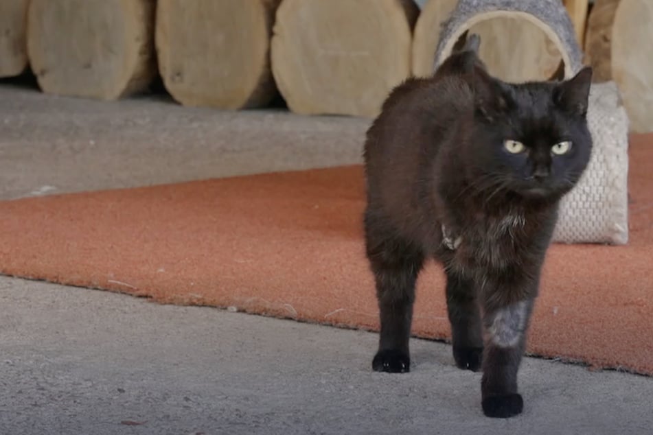 Katze Sunny sucht nach einem schweren Schicksalsschlag ein neues Zuhause.