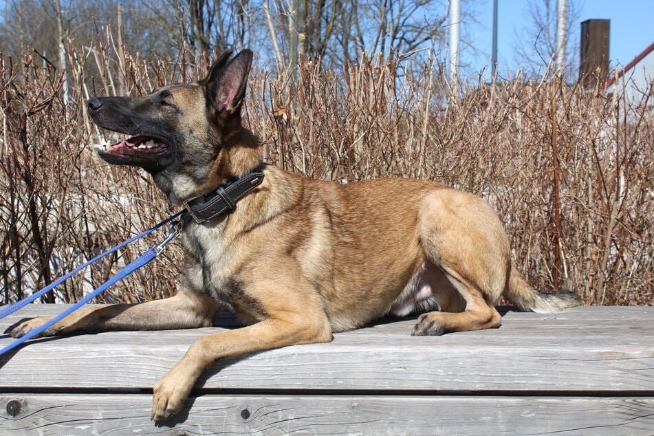 Malinois Spirit genießt die Sonne. Wer schenkt ihm ein Zuhause für immer?