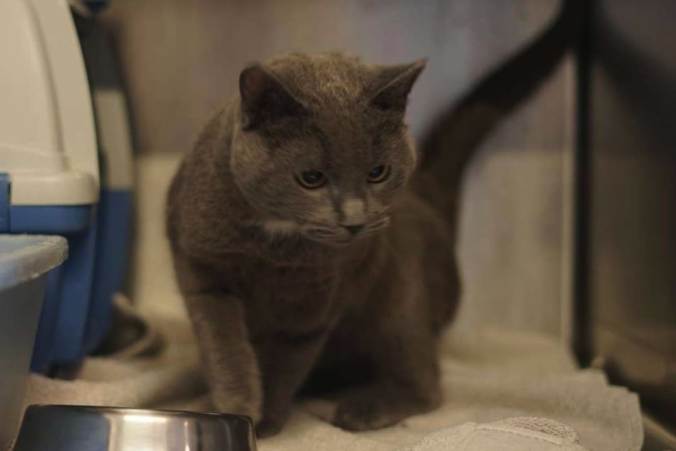 Sherlock hat eine parasitäre Infektion.