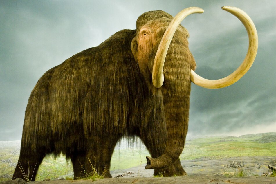 Die Mammuts streiften über die Nordhalbkugel. Vor schätzungsweise 4000 Jahren starben sie aus.