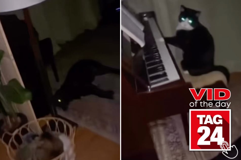 This woman was stunned after discovering her cat playing the piano!