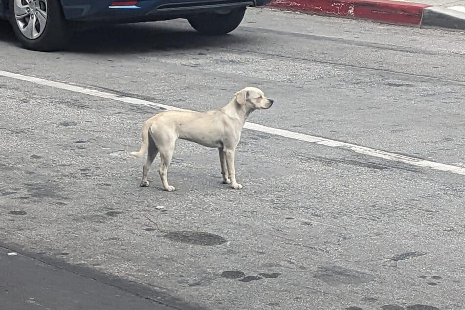 A loyal dog waited for 10 days outside a hospital in California, hoping her owner would eventually return.