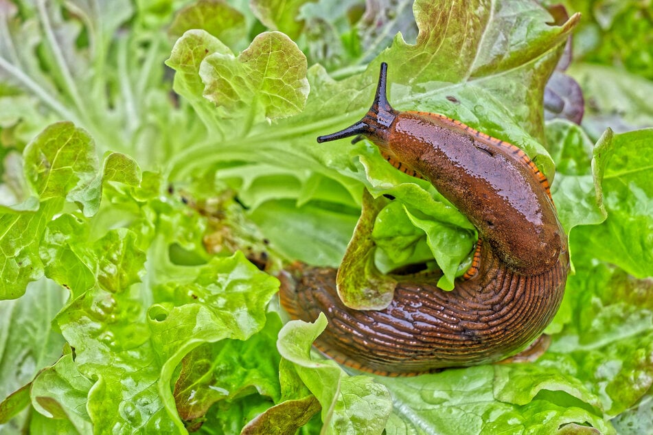 Die Nacktschnecke ist der Schrecken jedes Kleingärtners. (Symbolfoto)