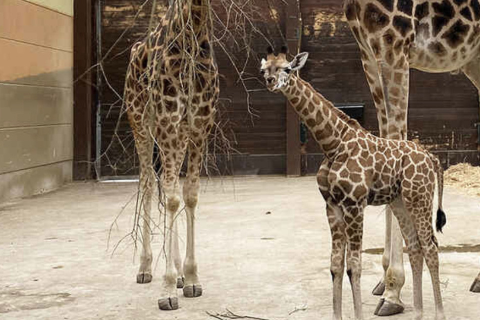 "Zu Großem bestimmt": Auf diesen Namen wurde das Giraffen-Baby im Zoo Leipzig getauft