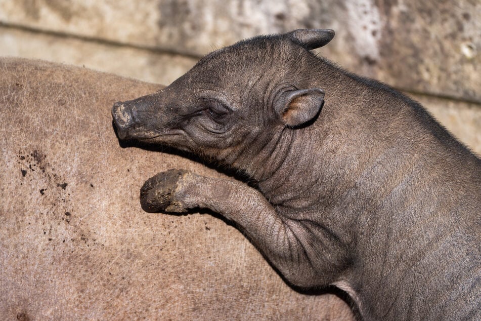 Zoogäste können das "Glücksferkel" nun in der Außenanlage beobachten.