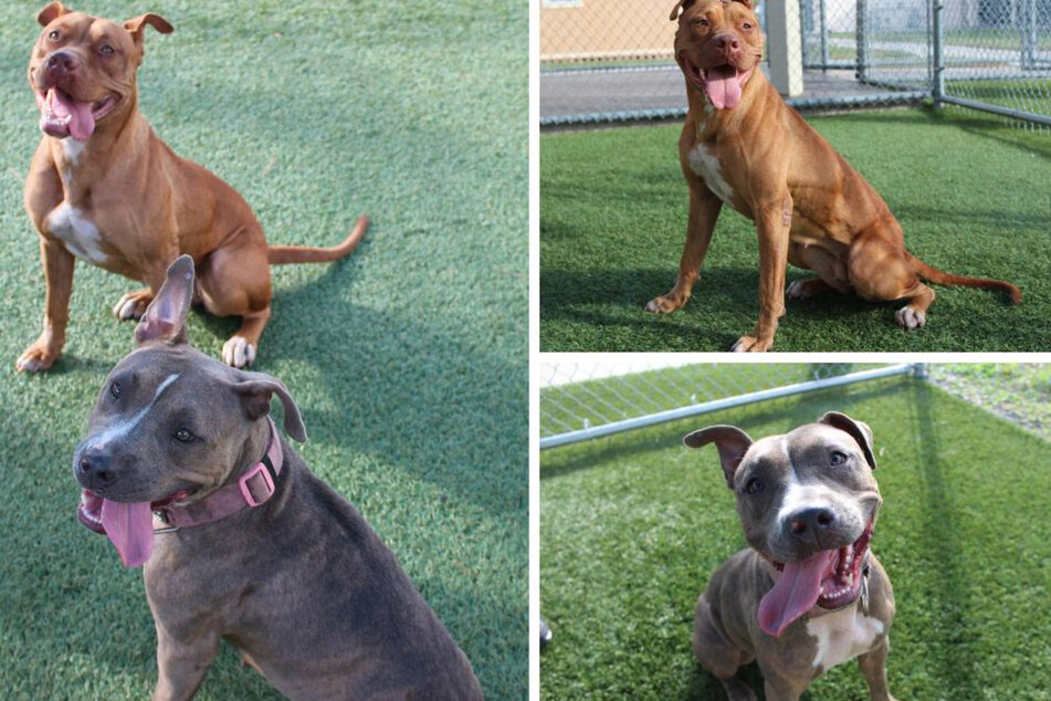 Justice and Liberty were thriving in the animal shelter soon after their traumatic incident (collage).