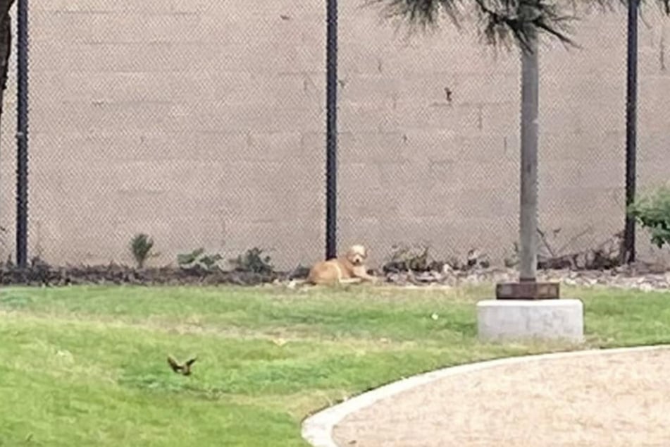 Día tras día, el perrito permanecía sentado en un mismo sitio.