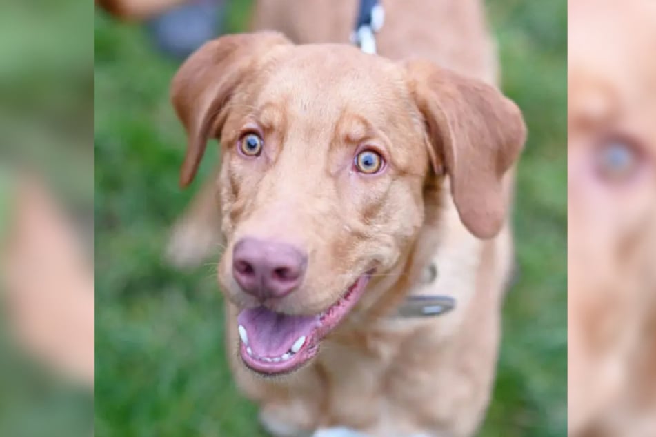 Labrador-Mischling Happy wurde gefunden und sucht ein neues Zuhause.