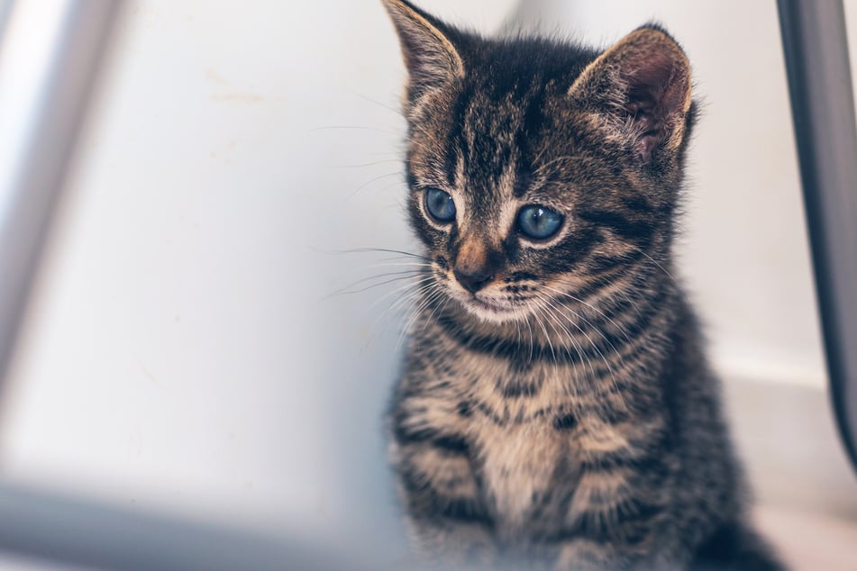 El gatito fue golpeado por el joven y levantado en el aire de manera brusca en varias ocasiones. (Foto simbólica)