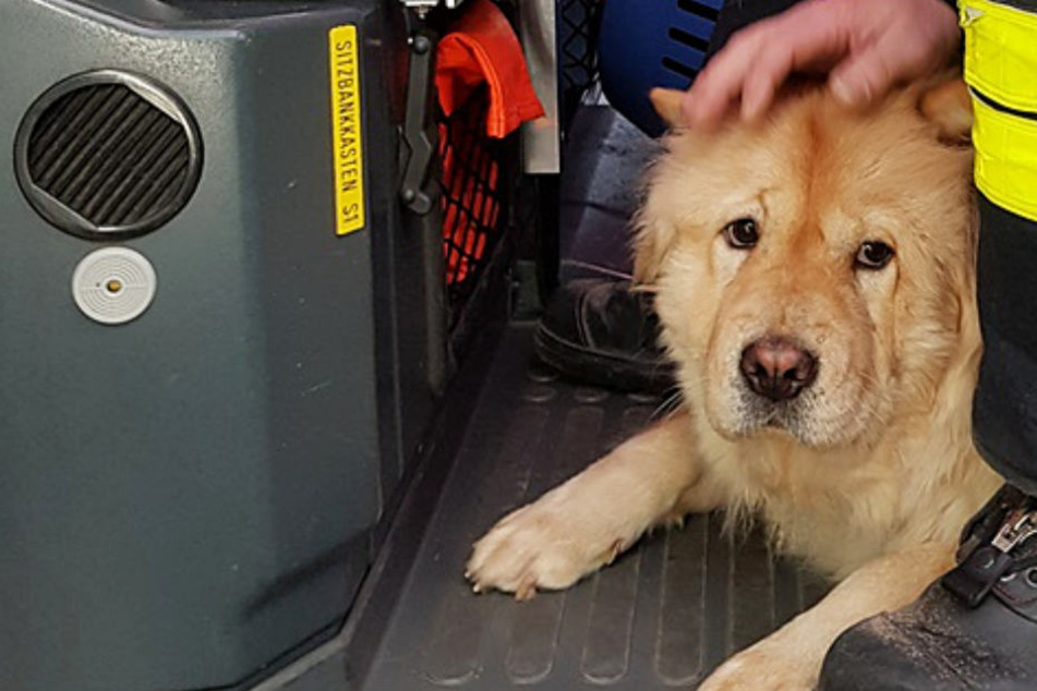 Die Chow-Chow-Hündin ist sehr zutraulich.