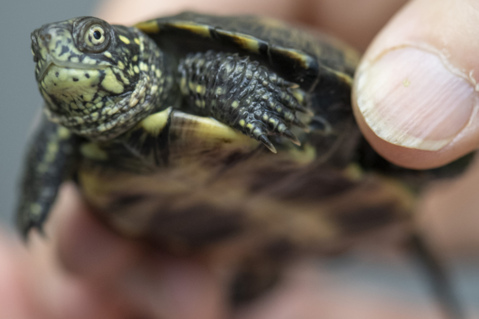 An zwölf Standorten wurden die Schildkröten bislang ausgewildert (Symbolfoto).