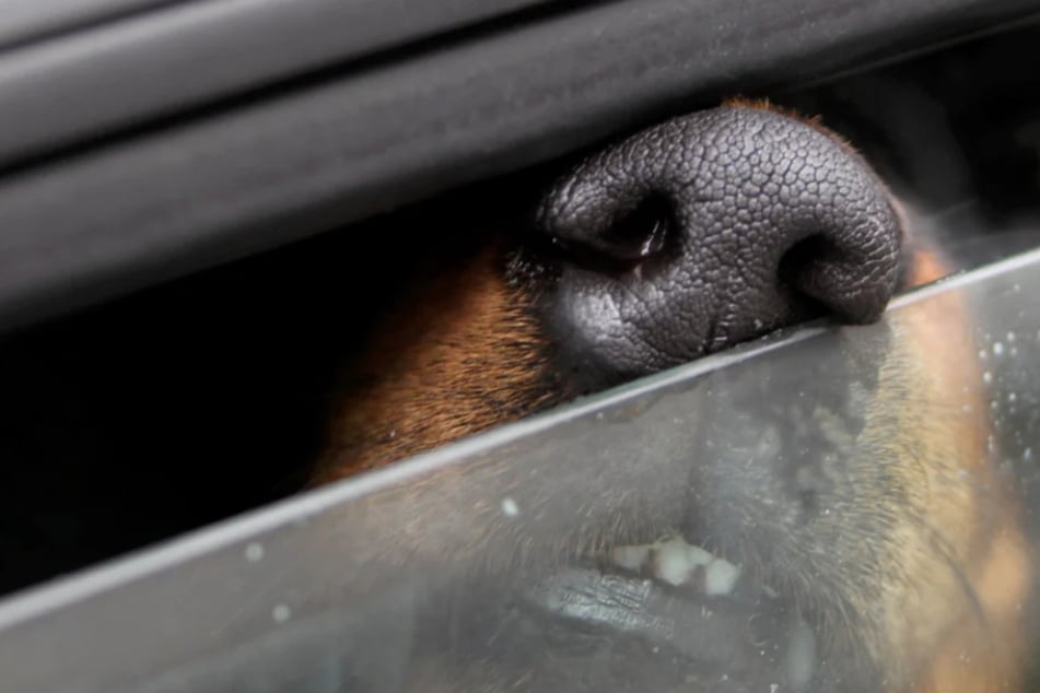 Bei praller Sonne: Hund in Auto zurückgelassen