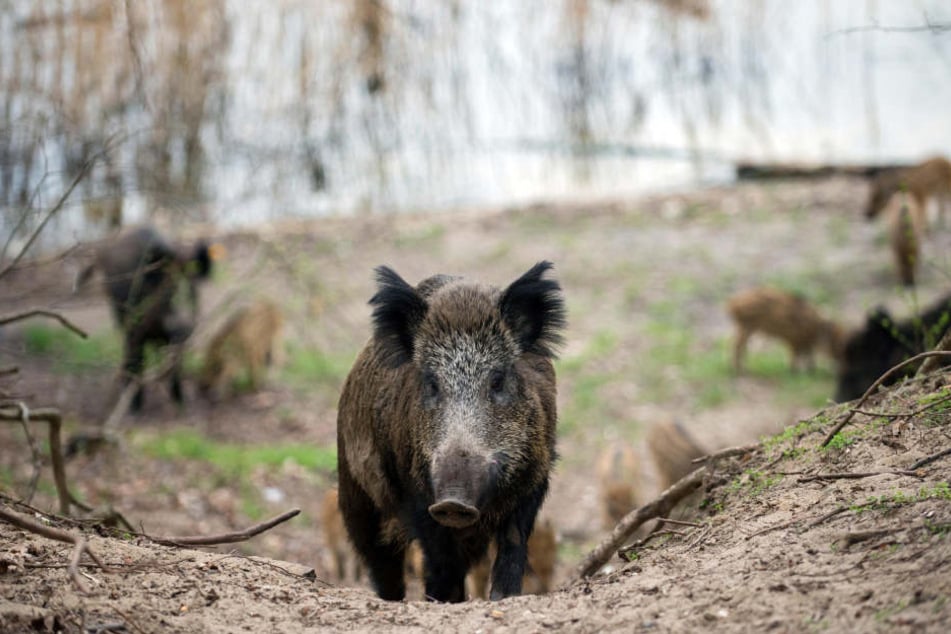 Die Angst ist groß, dass das Virus der Wildschweinpest auch auf Hausschweine überspringt. (Symbolbild)