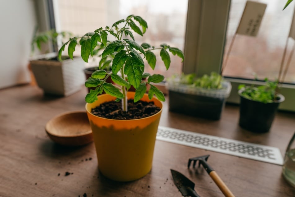 Tomatenpflanzen gedeihen im Topf, wenn sie einen sonnigen Platz haben sowie regelmäßig gewässert und gedüngt werden.