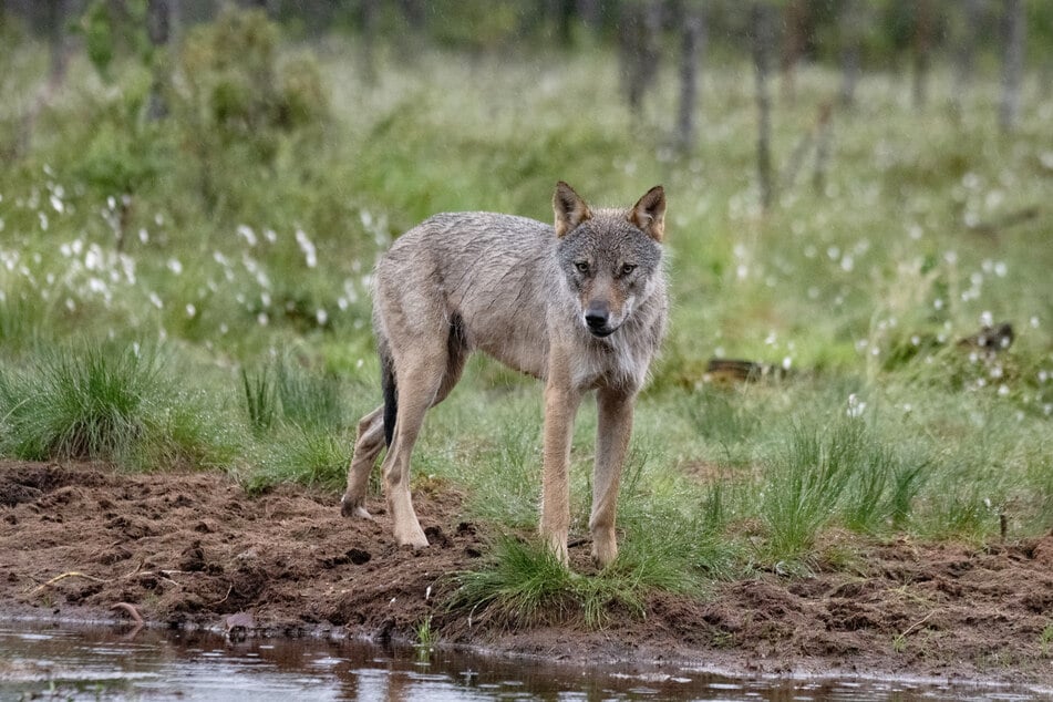 Der Wolf wird voraussichtlich ab dem 7. März nur noch als "geschützte" Art eingestuft.