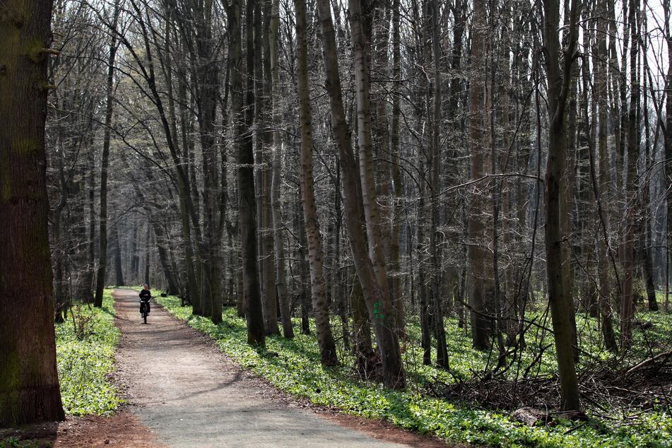 Ein Spaziergänger hat am Freitag im Leipziger Auwald einen Sprengkörper gefunden. (Archivbild)
