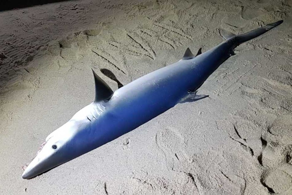 Warum der Fisch ins Wattenmeer schwamm, war zunächst unbekannt.