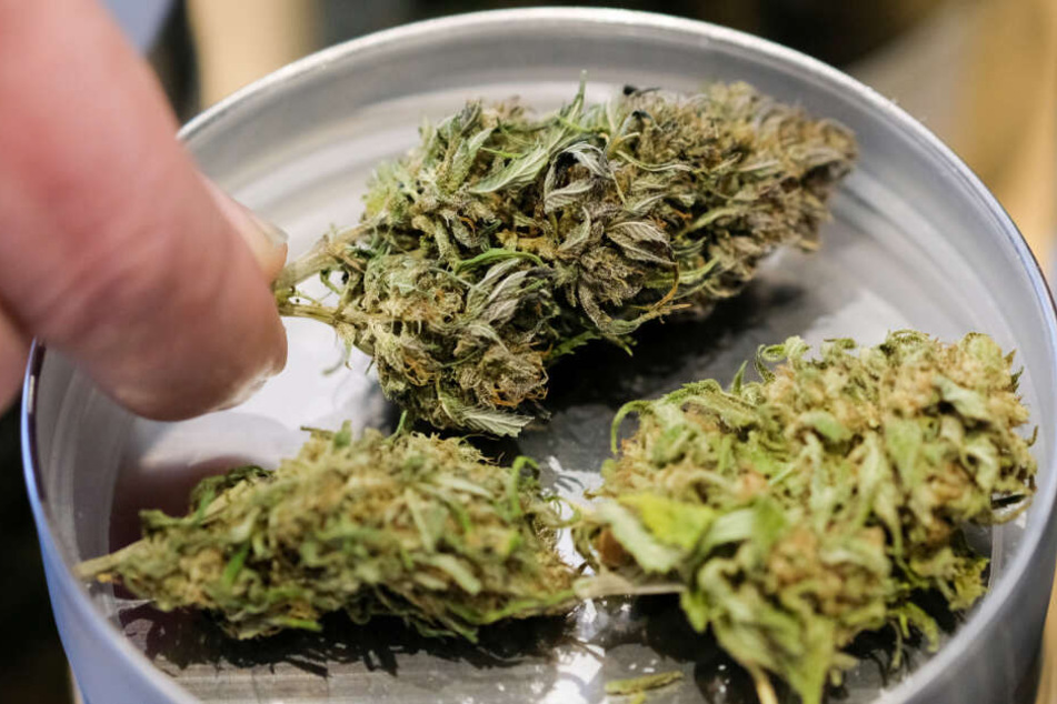 In Neumünster soll ganz legal Cannabis angebaut werden.