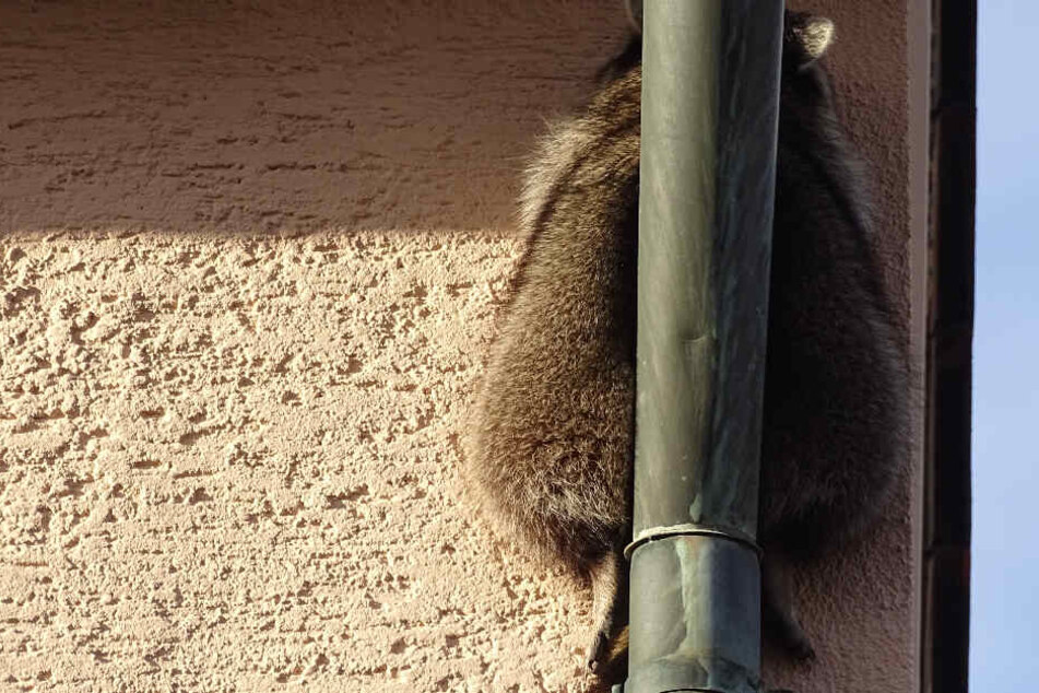 Der Waschbär hatte sich zwischen einer Hauswand und einem Rohr eingeklemmt.