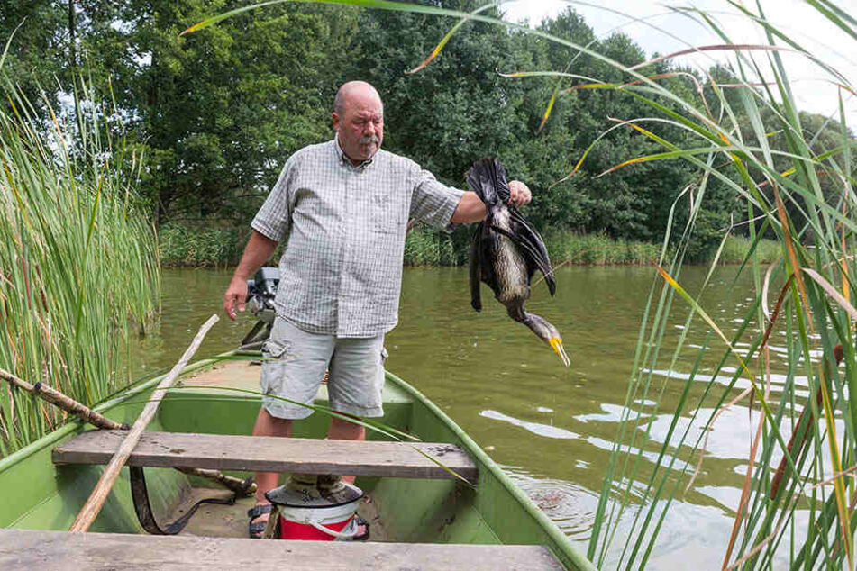 Armin Kittner fischt einen abgeschossenen Kormoran aus dem Teich. Er darf die Tiere bejagen, geht ohne Flinte kaum noch zu den Fischteichen.