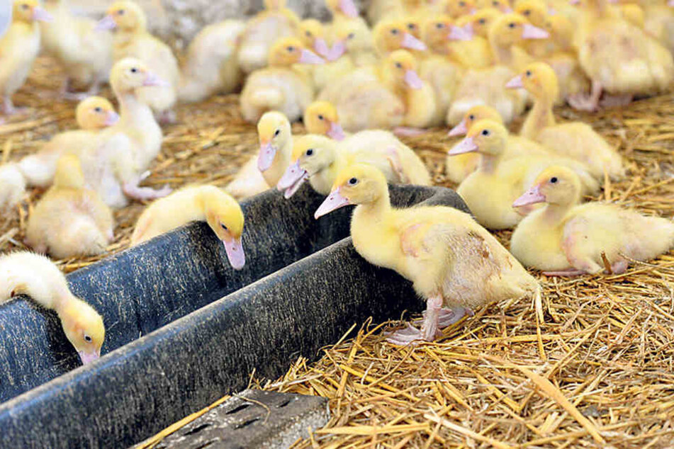 Beim Tag des offenen Bauernhofs
dürfen auch Entenküken nicht fehlen.