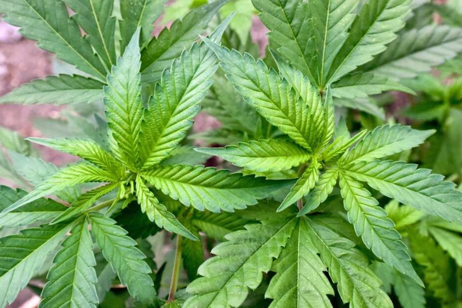 In einem Wald baute der 36-Jährige sogar selbst Marihuana an.