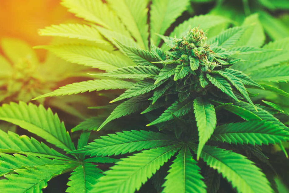 Eine Marihuana-Pflanze. (Symbolbild)