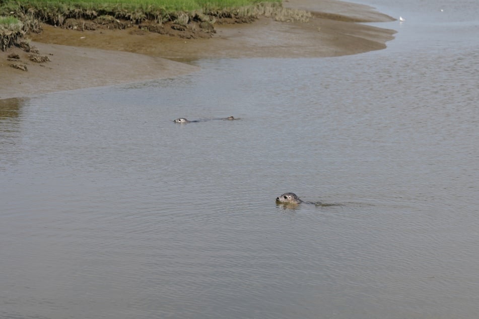 Tilda (h.) und Benno (v.) schwimmen nach der Auswilderung wieder in die Freiheit.