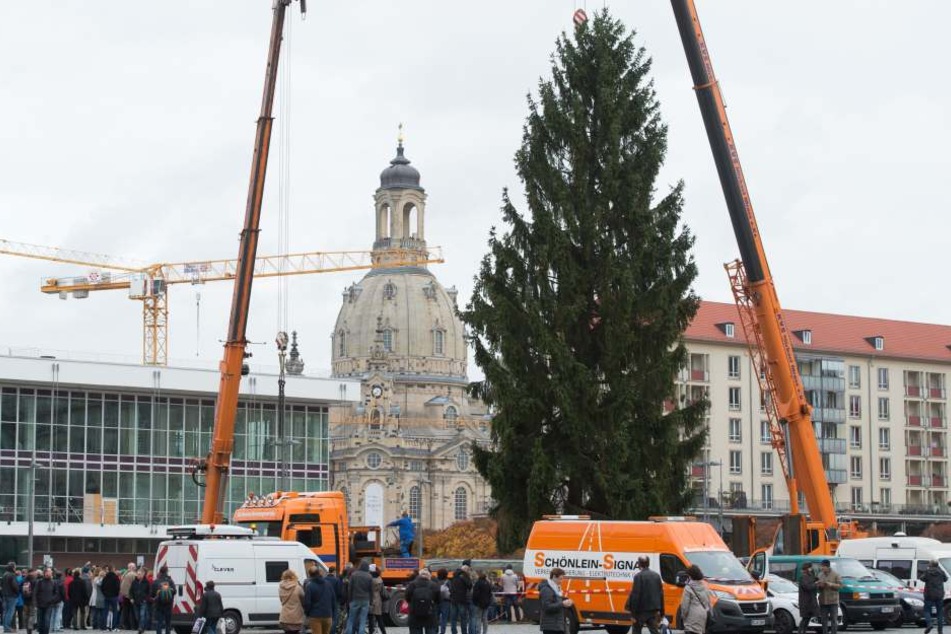 Der Weihnachtsbaum steht auf dem Striezelmarkt.