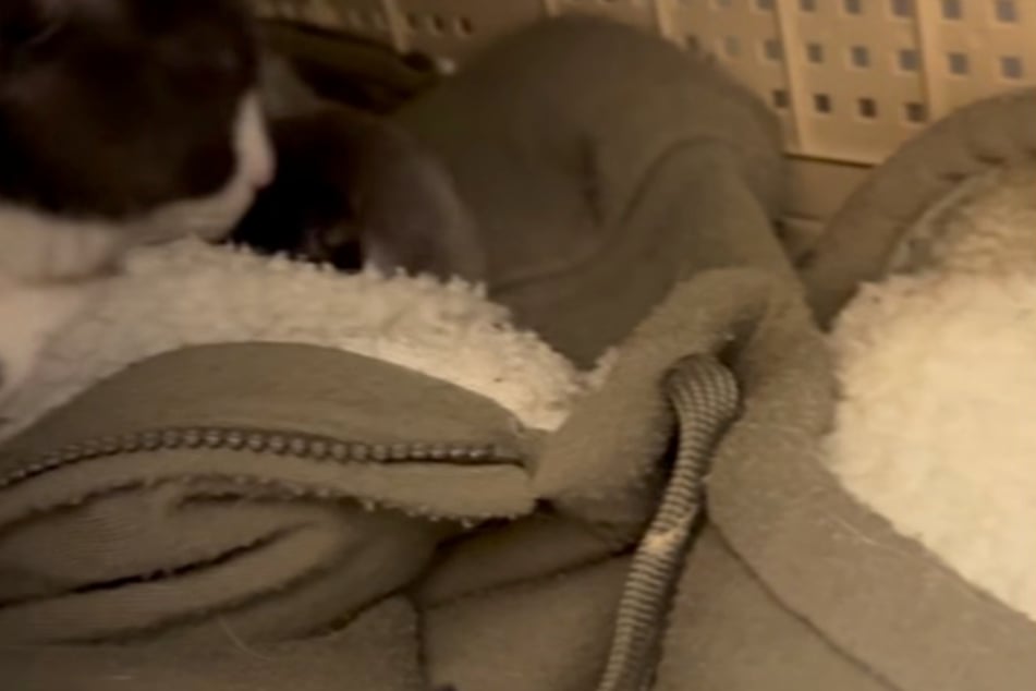 Die Geste seines Besitzers brach den Pflegern das Herz. Er hatte Kater Jack extra seinen Hoodie als Decke mitgegeben.