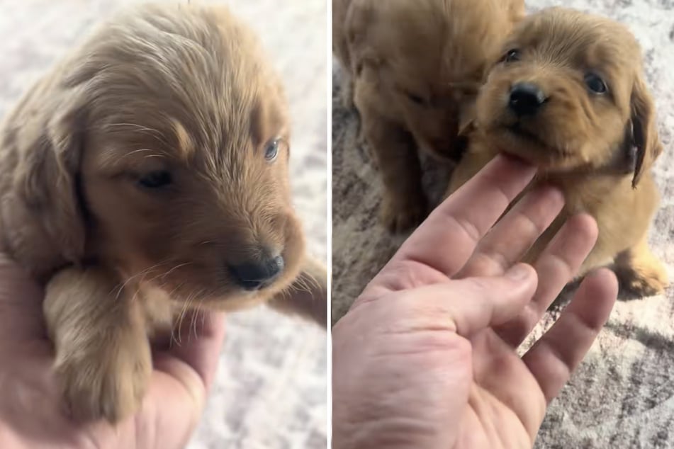 Kurze Beine, Retriever-Gesicht: So niedlich sehen die "Golden-Wiener" aus.