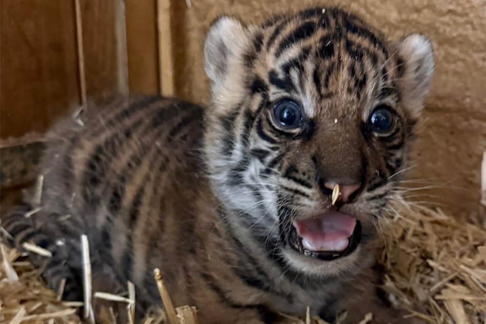Tigerbaby im Tierpark: Jetzt darf Berlin seinen Namen wählen