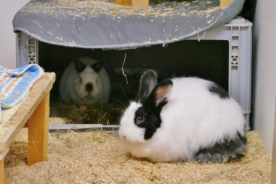 Angora-Mix-Kaninchen Lilly (r.) und ihr Partner Jimmy hoffen auf ein gemeinsames Zuhause.
