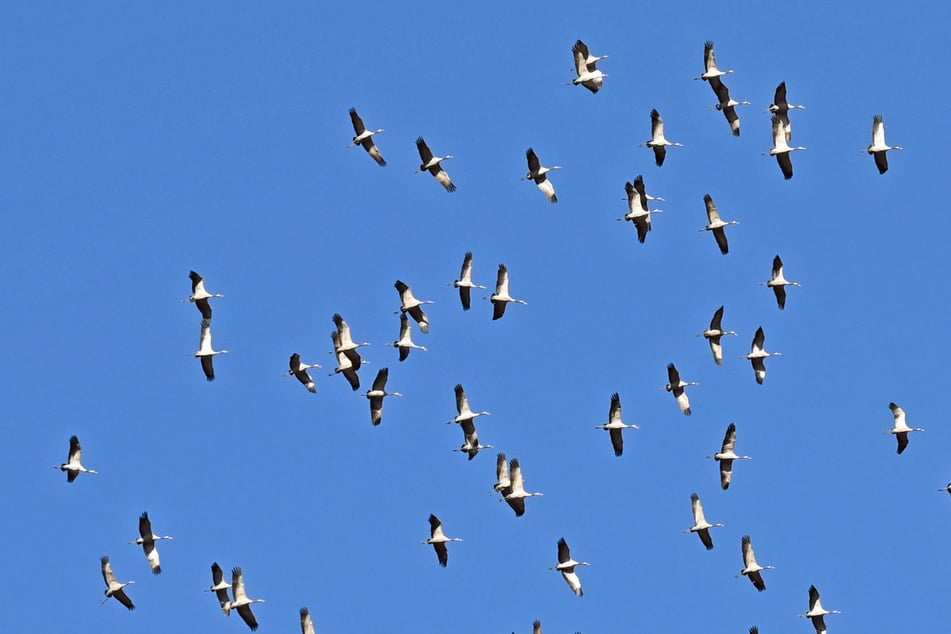 Leipzig: Lautes Vogel-Geschrei und Chaos über Leipziger Südosten: Was war da los?