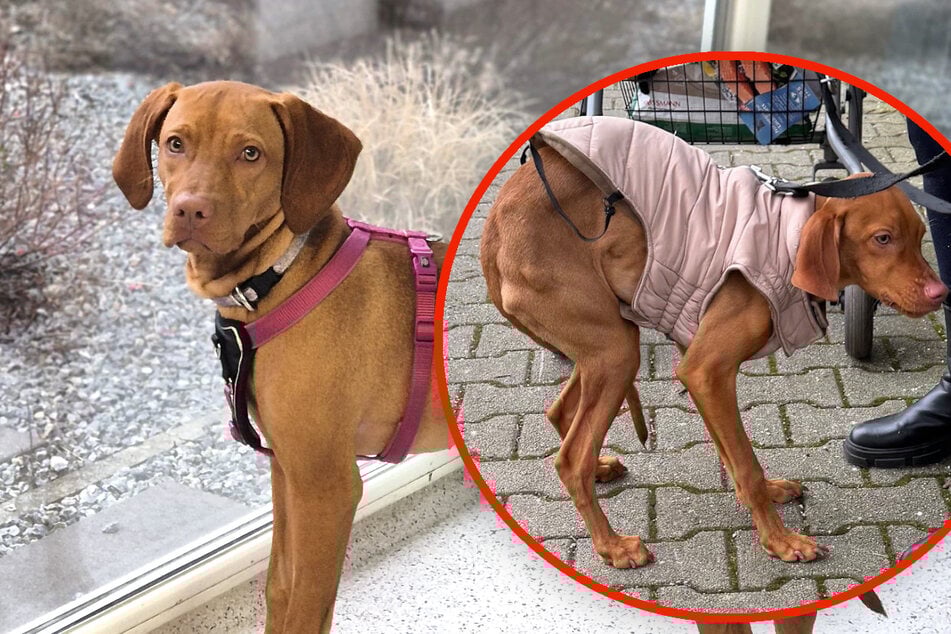 Entscheidung entsetzt: Peinigerin lässt Hund fast zu Tode hungern und bekommt Recht!