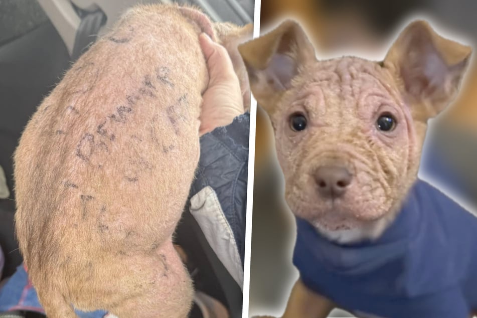 Painted with pencil, infested with mites, naked: puppy Naya's fate touches the heart