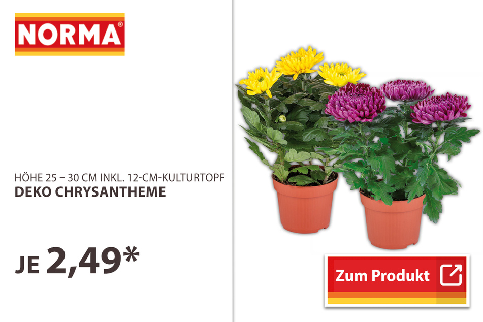 Deko Chrysanthemen