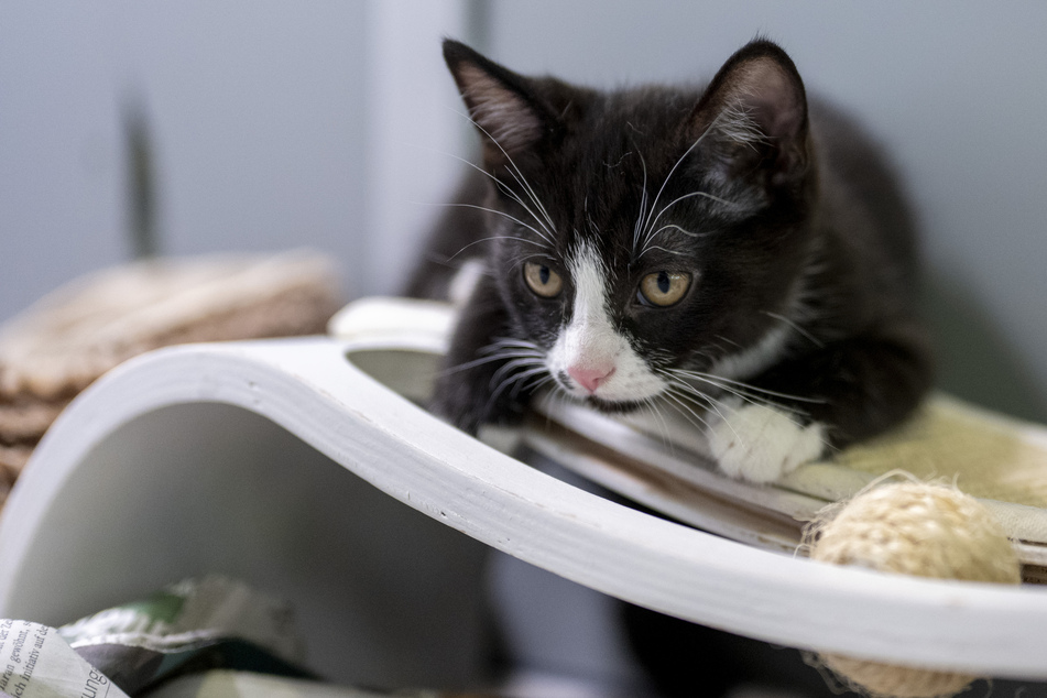 Insbesondere Katzen freuen sich über Spieleinheiten, um sich von der Silvester-Böllerei abzulenken.