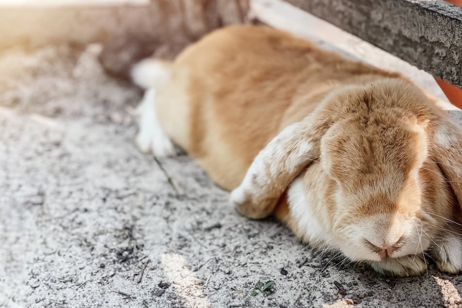 Entspannend für Kaninchen ist auch die Bauchlage.